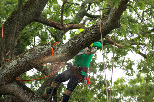 How Our Tree Care Process Works  in  El Cerrito, CA