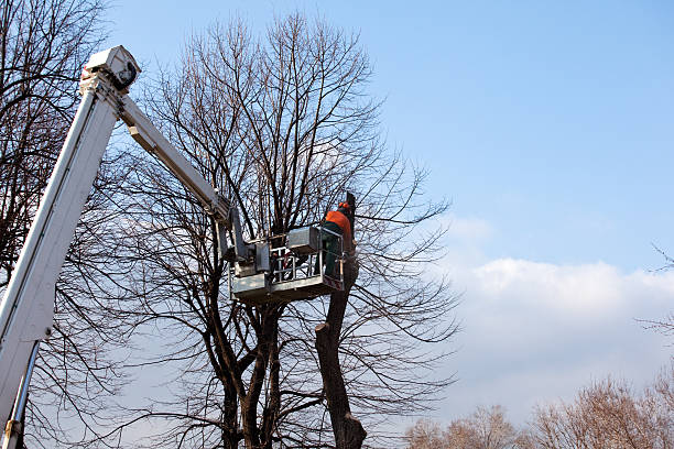 Seasonal Cleanup (Spring/Fall) in El Cerrito, CA